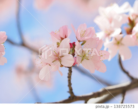 青空に映える満開の桜 青空に映える満開の桜 138725573
