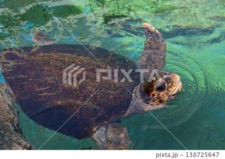 遊泳するウミガメ 138725647