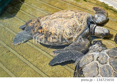 日光浴中のウミガメ 日光浴中のウミガメ 138725650
