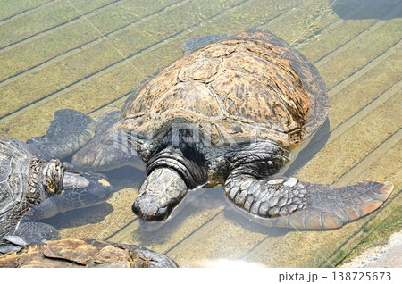 日光浴中のウミガメ 日光浴中のウミガメ 138725673