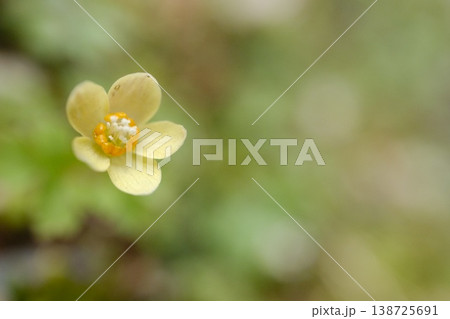 トウゴクサバノオ 淡い花色と花芯が際立つ小さな春の花 トウゴクサバノオ 淡い花色と花芯が際立つ小さな春の花 138725691