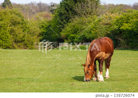 Horse grazing on green grass 138726074