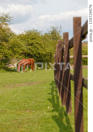 Horse grazing on green grass 138726076