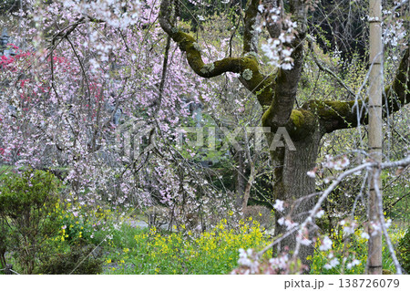 桜のある風景 桜のある風景 138726079