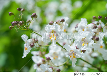 オーストリア_ハナキササゲ 138726552