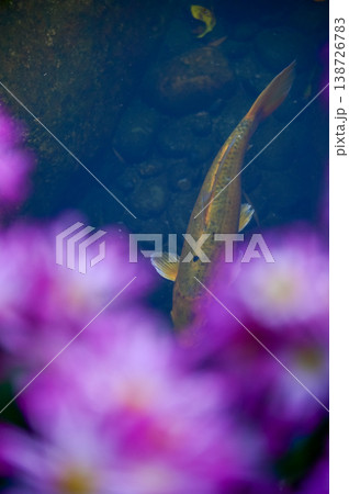 Close-up of the Koi fish or carp fish swimming in a pond with the flower in the foreground. Colorful Koi fish swimming in the pond of a garden. Zen Garden. Animal or pets concept. 138726783