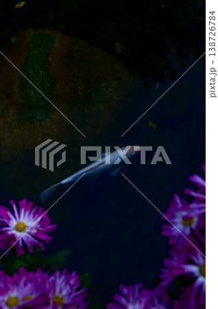 Close-up of the Koi fish or carp fish swimming in a pond with the flower in the foreground. Colorful Koi fish swimming in the pond of a garden. Zen Garden. Animal or pets concept. Close-up of the Koi fish or carp fish swimming in a pond with the flower in the foreground. Colorful Koi fish swimming in the pond of a garden. Zen Garden. Animal or pets concept. 138726784