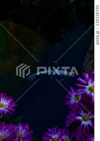 Close-up of the Koi fish or carp fish swimming in a pond with the flower in the foreground. Colorful Koi fish swimming in the pond of a garden. Zen Garden. Animal or pets concept. Close-up of the Koi fish or carp fish swimming in a pond with the flower in the foreground. Colorful Koi fish swimming in the pond of a garden. Zen Garden. Animal or pets concept. 138726785