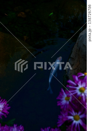 Close-up of the Koi fish or carp fish swimming in a pond with the flower in the foreground. Colorful Koi fish swimming in the pond of a garden. Zen Garden. Animal or pets concept. 138726786
