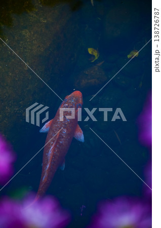Close-up of the Koi fish or carp fish swimming in a pond with the flower in the foreground. Colorful Koi fish swimming in the pond of a garden. Zen Garden. Animal or pets concept. 138726787