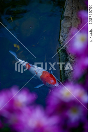 Close-up of the Koi fish or carp fish swimming in a pond with the flower in the foreground. Colorful Koi fish swimming in the pond of a garden. Zen Garden. Animal or pets concept. 138726790