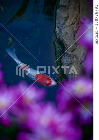 Close-up of the Koi fish or carp fish swimming in a pond with the flower in the foreground. Colorful Koi fish swimming in the pond of a garden. Zen Garden. Animal or pets concept. Close-up of the Koi fish or carp fish swimming in a pond with the flower in the foreground. Colorful Koi fish swimming in the pond of a garden. Zen Garden. Animal or pets concept. 138726791
