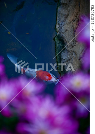 Close-up of the Koi fish or carp fish swimming in a pond with the flower in the foreground. Colorful Koi fish swimming in the pond of a garden. Zen Garden. Animal or pets concept. 138726792