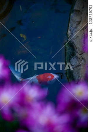 Close-up of the Koi fish or carp fish swimming in a pond with the flower in the foreground. Colorful Koi fish swimming in the pond of a garden. Zen Garden. Animal or pets concept. Close-up of the Koi fish or carp fish swimming in a pond with the flower in the foreground. Colorful Koi fish swimming in the pond of a garden. Zen Garden. Animal or pets concept. 138726793