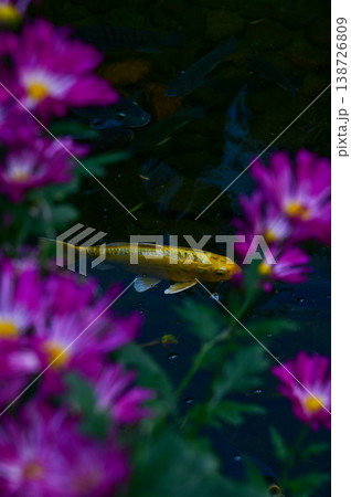Close-up of the Koi fish or carp fish swimming in a pond with the flower in the foreground. Colorful Koi fish swimming in the pond of a garden. Zen Garden. Animal or pets concept. 138726809