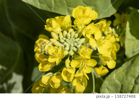 白菜の花 白菜の花 138727408