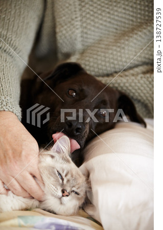 Cat, dog and person relax in bed with calm, comfort and care in home with love of owner. Pet, lick and portrait of animals sleeping together in lap of woman or healthy kitten and puppy with support Cat, dog and person relax in bed with calm, comfort and care in home with love of owner. Pet, lick and portrait of animals sleeping together in lap of woman or healthy kitten and puppy with support 138727539