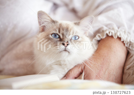 Relax, cuddling and cat with an owner on the sofa for love, care and bonding in a house. Together, peace and a cozy pet or animal with a person for petting, comfort and resting on a home couch 138727623