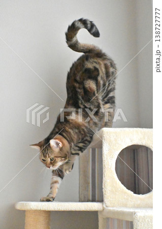 キャットタワーで伸びをする猫のポーズ アメリカンショートヘア ブラウンパッチドタビー キャットタワーで伸びをする猫のポーズ アメリカンショートヘア ブラウンパッチドタビー 138727777