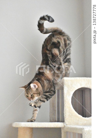 キャットタワーで伸びをする猫のポーズ アメリカンショートヘア ブラウンパッチドタビー キャットタワーで伸びをする猫のポーズ アメリカンショートヘア ブラウンパッチドタビー 138727778