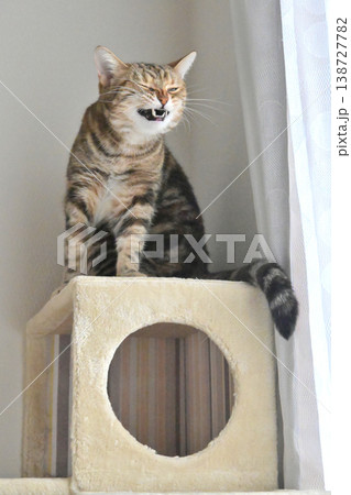 ねこのいる窓際の風景 ねこのいる窓際の風景 138727782