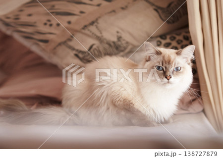 Cat, relax and portrait on a sofa in home with healthy pet in apartment living room. Calm, kitten and grey fur of persian kitty sitting in house with moody, attitude or sleepy face of tired animal 138727879