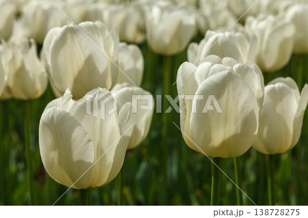 White Spring Tulip Fields Under Bright Sunlight White Spring Tulip Fields Under Bright Sunlight 138728275