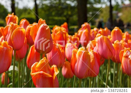 Colorful Spring Tulip Fields Under Bright Sunlight Colorful Spring Tulip Fields Under Bright Sunlight 138728281