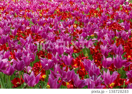Colorful Spring Tulip Fields Under Bright Sunlight 138728283