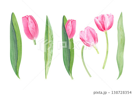 Watercolor pink tulip set with flowers, leaves and stems, hand painted botanical elements isolated on white background. Spring floral collection for wedding design, invitations, cards and decoration Watercolor pink tulip set with flowers, leaves and stems, hand painted botanical elements isolated on white background. Spring floral collection for wedding design, invitations, cards and decoration 138728354