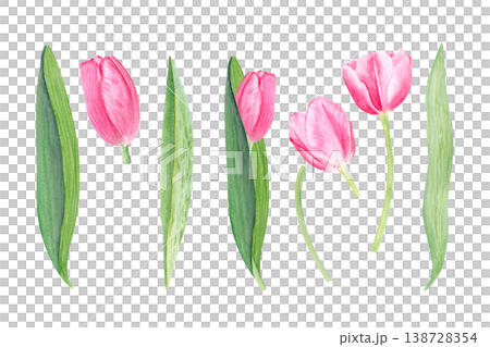Watercolor pink tulip set with flowers, leaves and stems, hand painted botanical elements isolated on white background. Spring floral collection for wedding design, invitations, cards and decoration Watercolor pink tulip set with flowers, leaves and stems, hand painted botanical elements isolated on white background. Spring floral collection for wedding design, invitations, cards and decoration 138728354
