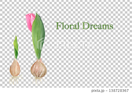Watercolor floral greeting card with tulip bulb and pink flower, botanical illustration with elegant typography, soft natural design for spring cards, labels, invitations and branding decor art Watercolor floral greeting card with tulip bulb and pink flower, botanical illustration with elegant typography, soft natural design for spring cards, labels, invitations and branding decor art 138728367