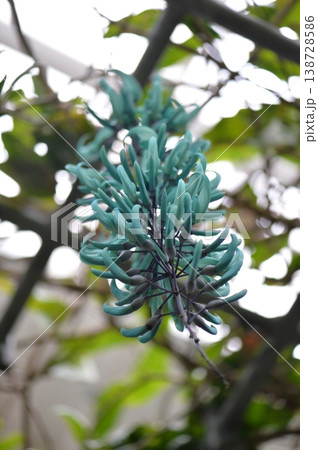 ヒスイカズラ翡翠葛エメラルドグリーン 138728586