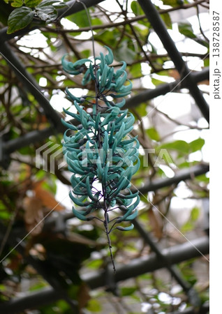 ヒスイカズラ翡翠葛エメラルドグリーン 138728587