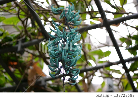 ヒスイカズラ翡翠葛エメラルドグリーン 138728588