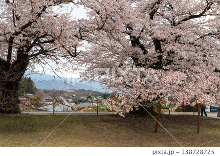 清春芸術村の桜 138728725