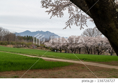 蕪の桜の並木 138728727