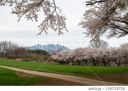 蕪の桜の並木 蕪の桜の並木 138728728