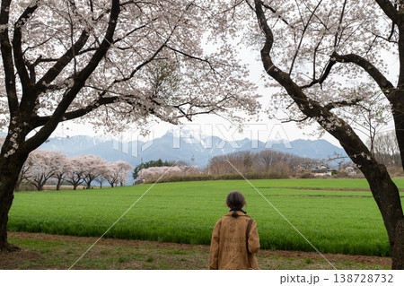 蕪の桜の並木 蕪の桜の並木 138728732