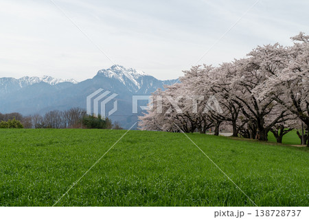 蕪の桜の並木 蕪の桜の並木 138728737
