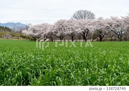 蕪の桜の並木 蕪の桜の並木 138728740