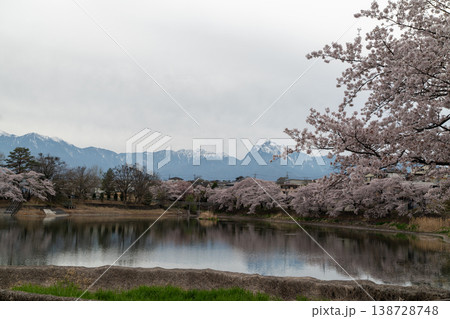 長坂牛池の桜 長坂牛池の桜 138728748