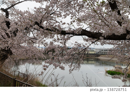 長坂牛池の桜 138728751