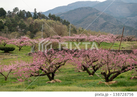 新府桃源郷の桃の花 新府桃源郷の桃の花 138728756