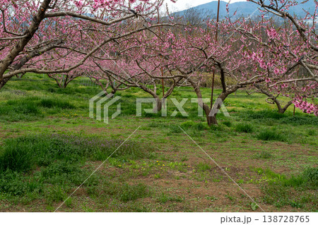 新府桃源郷の桃の花 新府桃源郷の桃の花 138728765