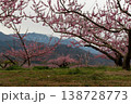 新府桃源郷の桃の花 138728773