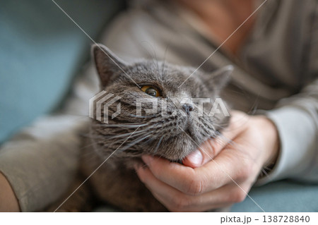 Owner gently holding gray British shorthair cat at home 138728840