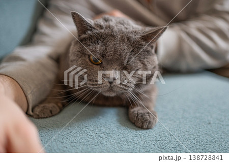 British shorthair cat looking at camera while resting on sofa 138728841
