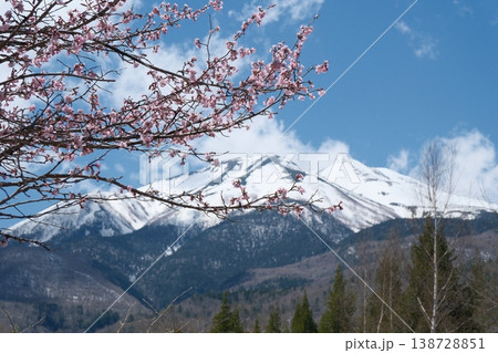 桜越しに望む残雪の乗鞍岳 桜越しに望む残雪の乗鞍岳 138728851