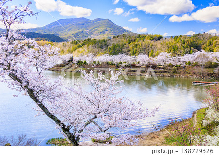 桜満開の恵那峡 138729326